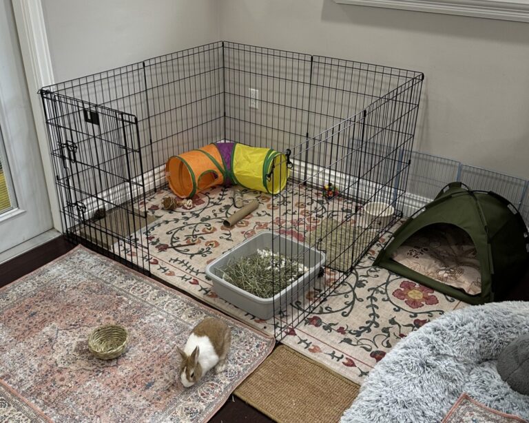 Foster – Southeast FL Rabbit Rescue